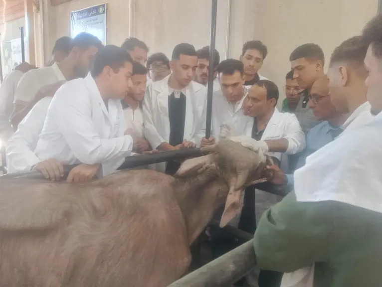 تدريبات الطب البيطري بجامعة المنوفية الأهلية