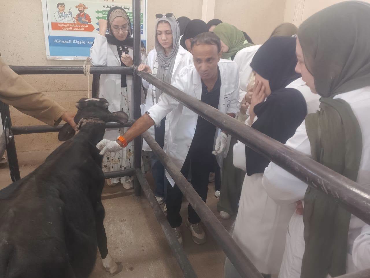 تدريبات الطب البيطري بجامعة المنوفية الأهلية